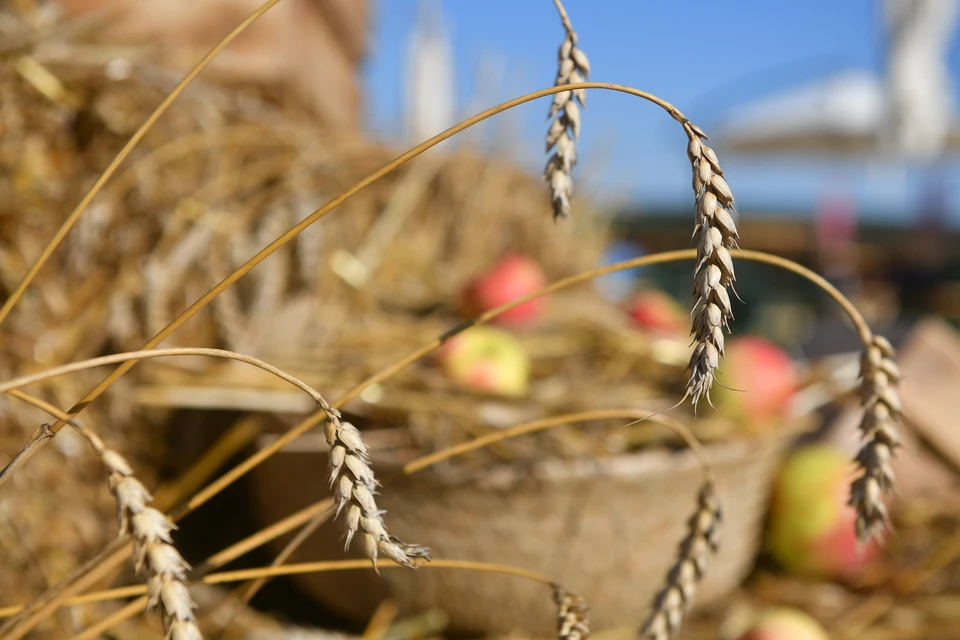Экспорт кубанской пшеницы увеличится на 10-15%