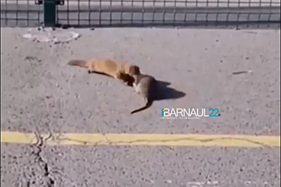 Драка на парковке в Барнауле (фото: скриншот видео со страницы https://vk.com/barneos22)