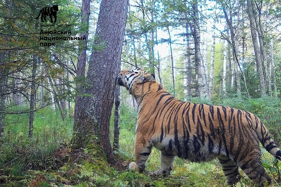 Тигры на Анюе: численность красножнижных кошачьих остается высокой в Хабаровском крае