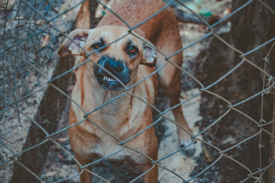 Фото: pexels
