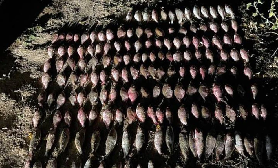 Около 200 рыбин нашли в лодке у браконьера. Фото: пресс-служба УТ МВД по СКФО