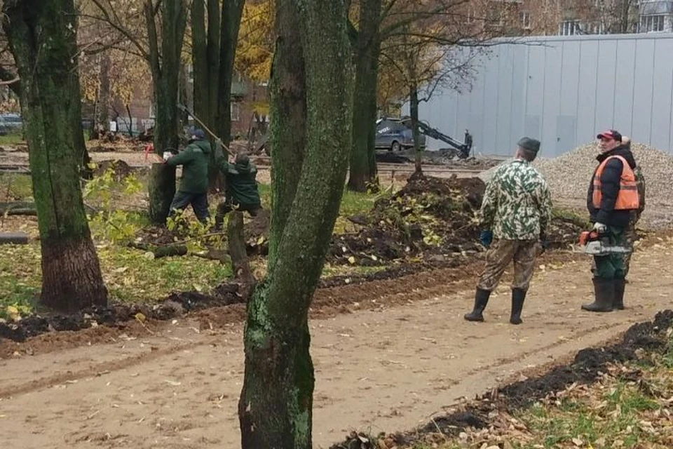 В мэрии пояснили, что спиливают только аварийные деревья. ФОТО: группа "Жесть Ярославль" ВКонтакте