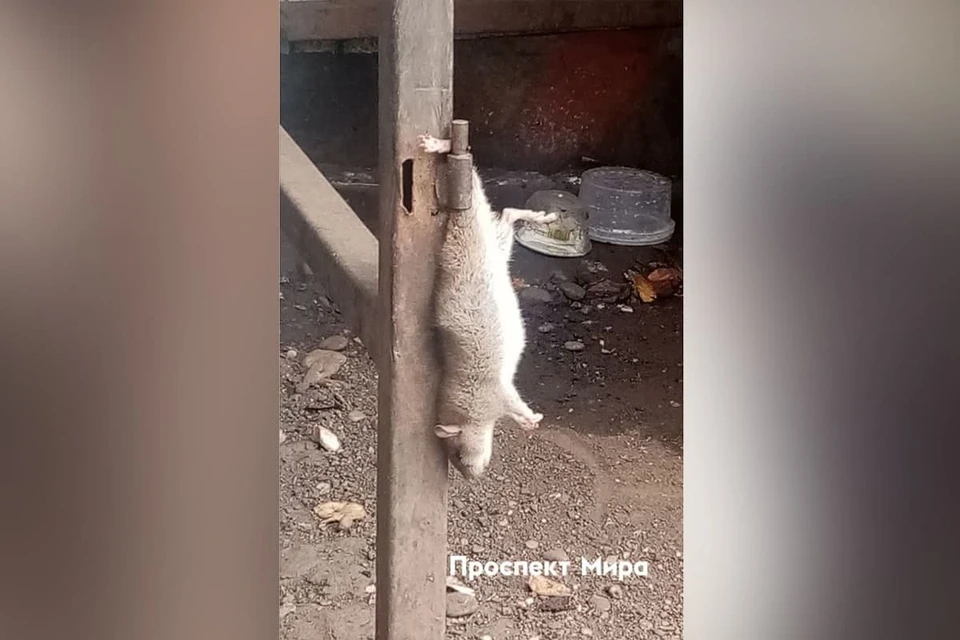 Фото: Проспект Мира