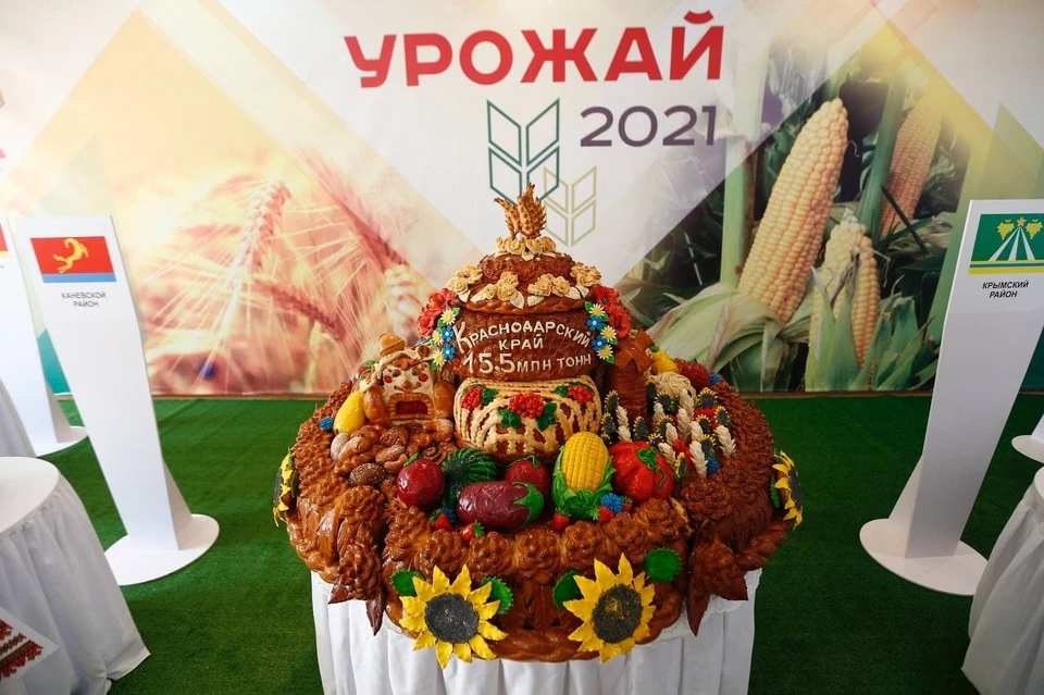 На Кубани аграрии установили исторический рекорд по сбору урожая. Фото: admkrai.krasnodar.ru
