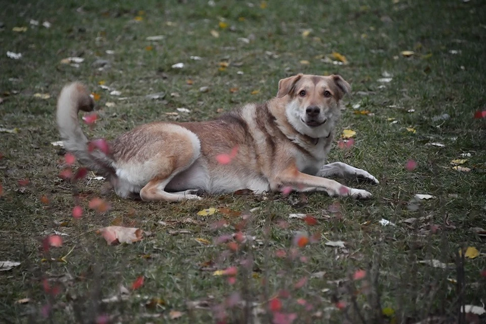 В Хабаровске вновь начнут отлавливать бродячих собак