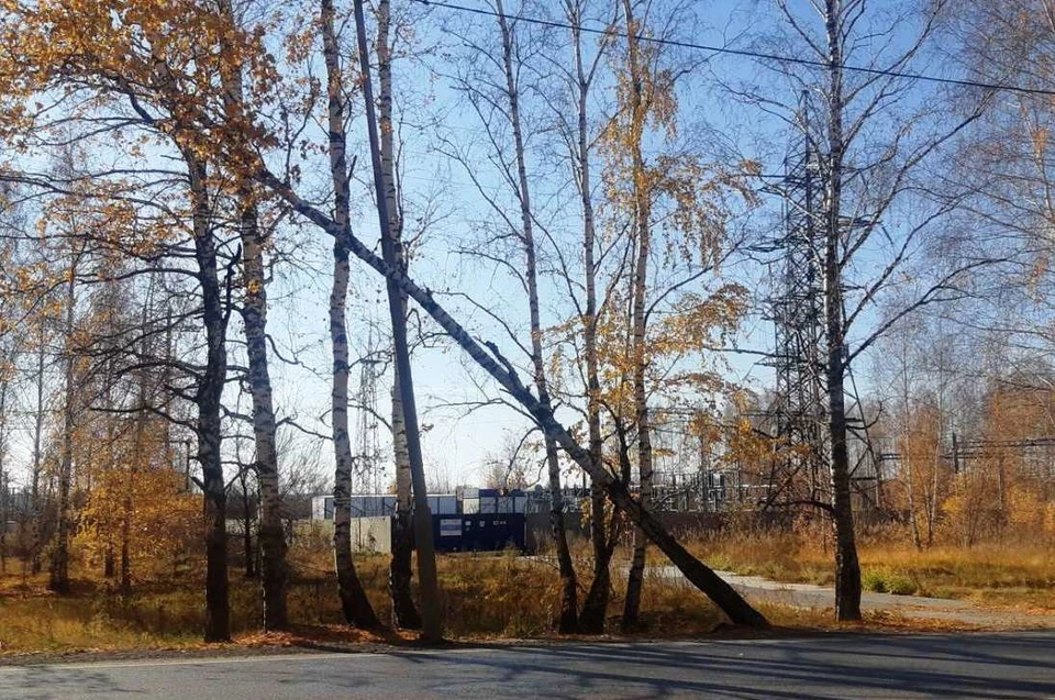 На улице Минской в Тюмени снесут 40 деревьев. Фото - МКУ «ЛесПаркХоз».