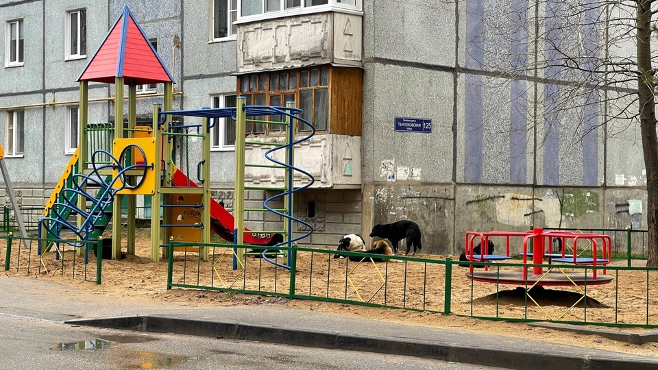 Фото: Комиинформ