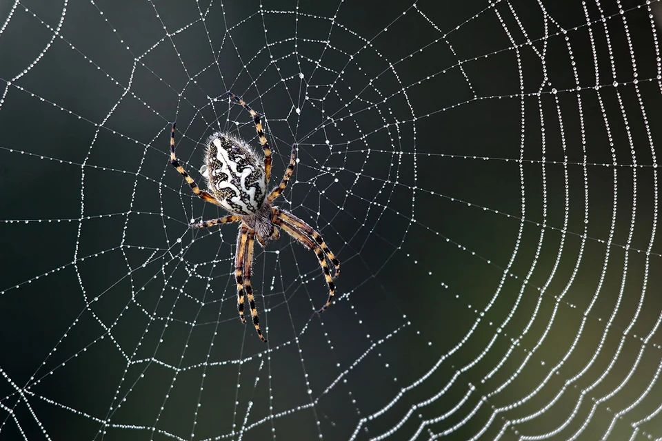 Исследователи обнаружили, что поведение пауков при создании паутины настолько похожи, что через время исследователи уже сами, без техники, могли сказать, над какой частью паутины работал паук, просто взглянув на положение ноги.