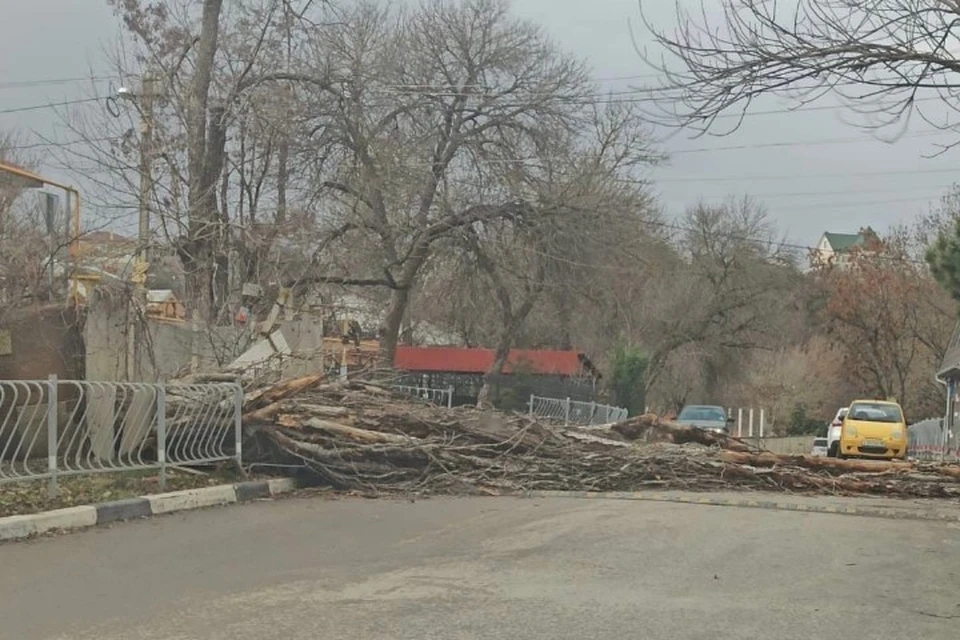 Сильный ветер валил деревья и ломал заборы. Фото: Соцсети