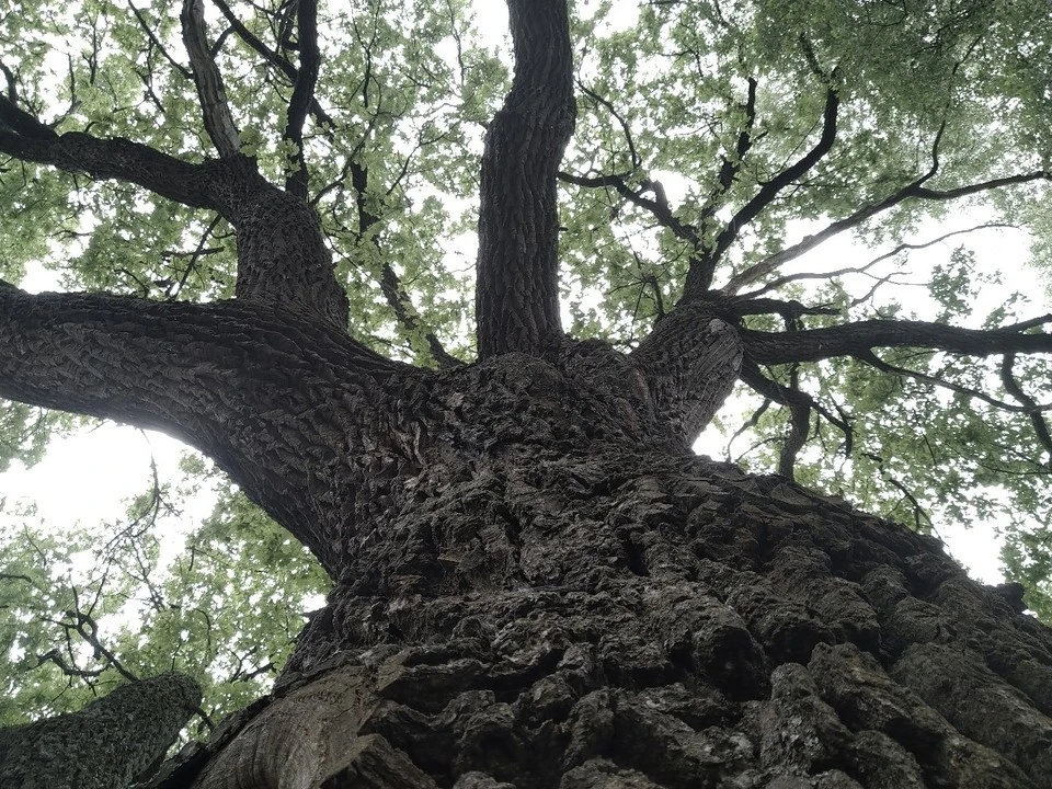 "Тургеневский дуб" представит Россию на конкурсе "Европейское дерево года" в 2022 году