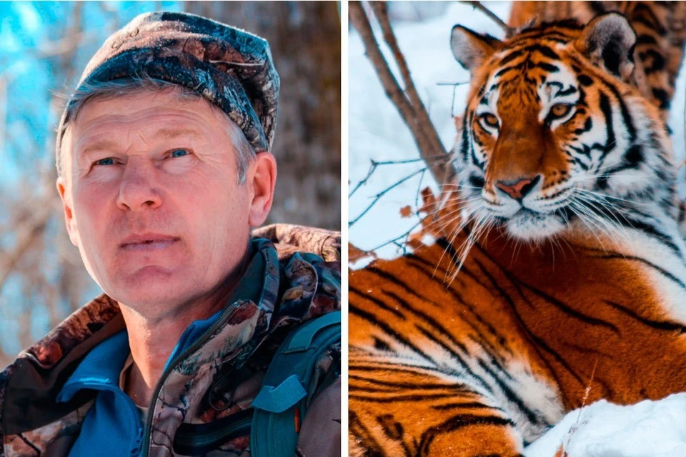 Виктор Сторожук оказался рядом с тигрицей, но сумел повести себя так, чтобы не стать добычей.