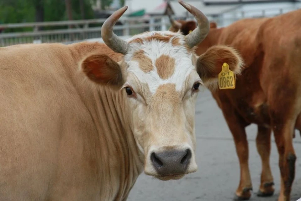 С 11 ноября сельские жители могут продавать только мясо животных, забитых на специальных бойнях