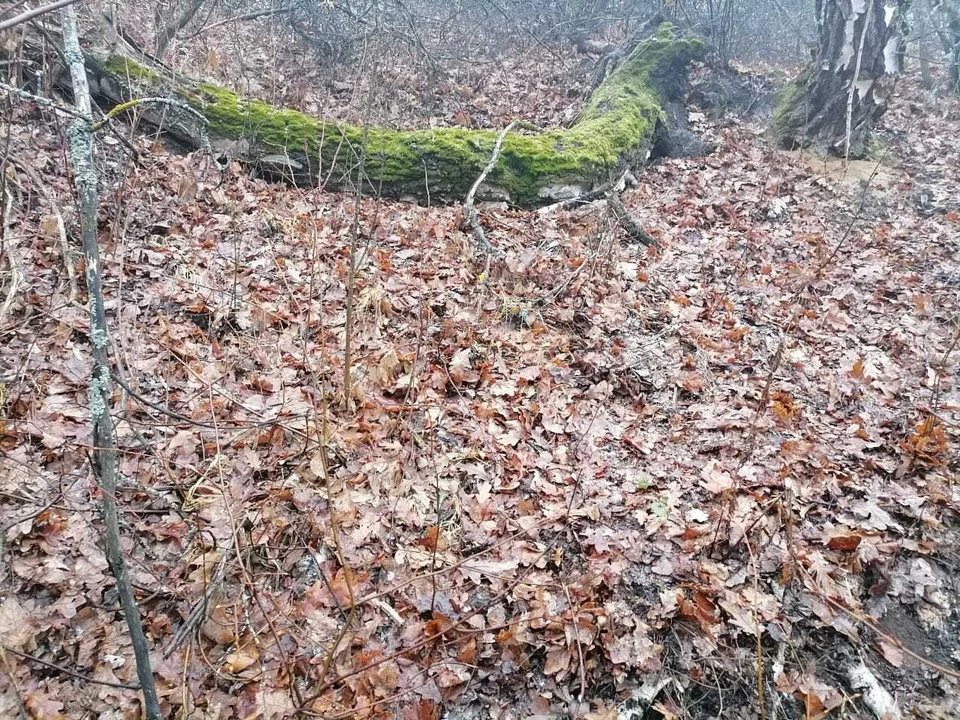 Кости человека были найдены в лесу