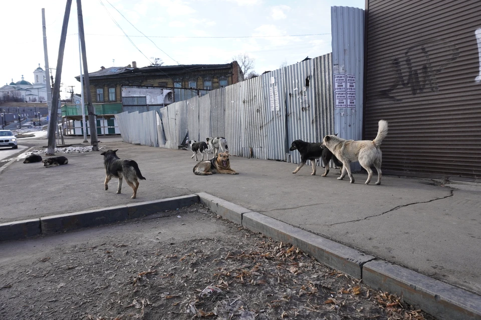Бездомные собаки стали чаще нападать на жителей Краснодара