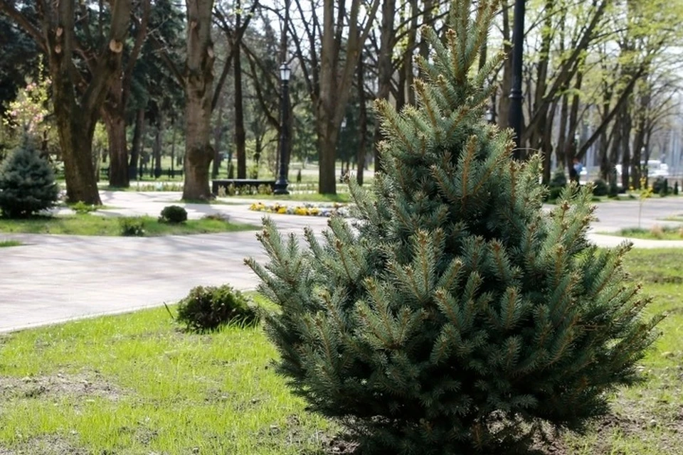 В краевом центре разработаны новые стандарты городского озеленения. Фото: пресс-служба администрации Краснодара
