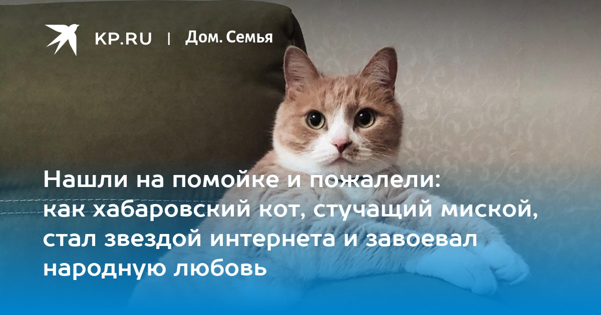 Доми Шоу Кот И Новый Год Доми Шоу Кот И Новый Год