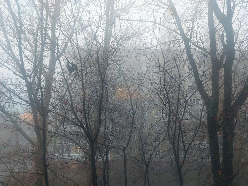 В Саратове сохранят не все деревья