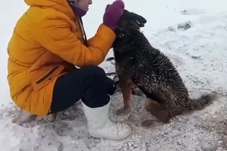 Собака была рада снова увидеть хозяйку. Фото: скриншот из видео.