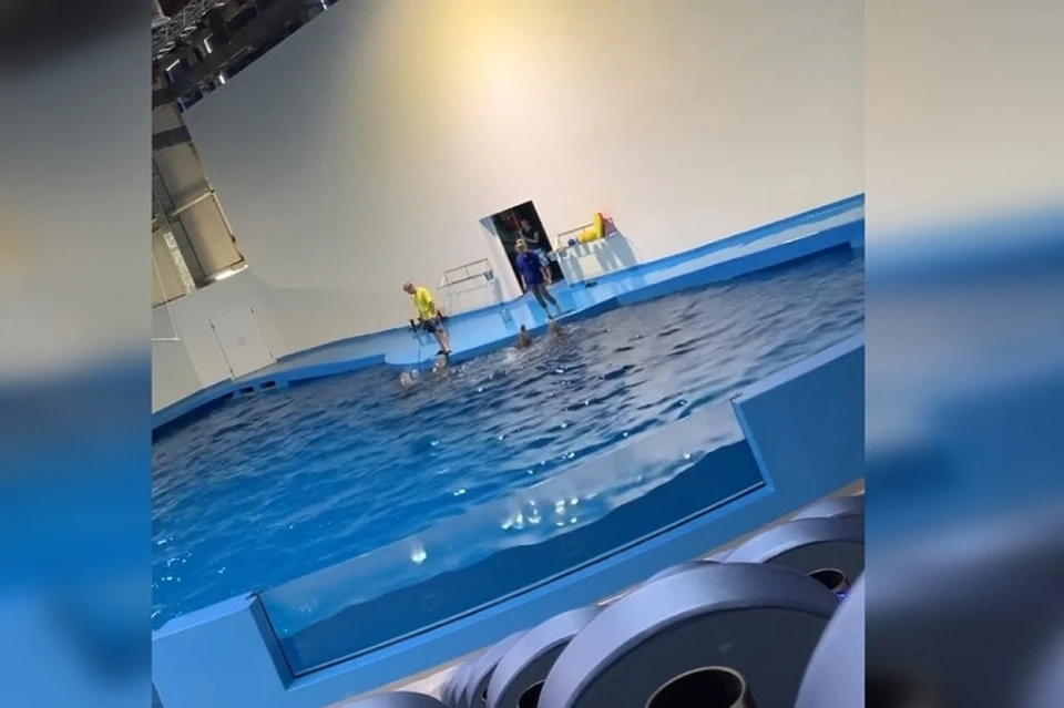 Зоозащитников возмутило отношение тренеров к дельфинам Фото: скриншот с видео