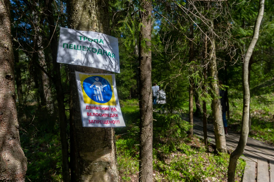 Новую экотропу оборудуют деревянными мостками, смотровыми площадками и местами для отдыха.