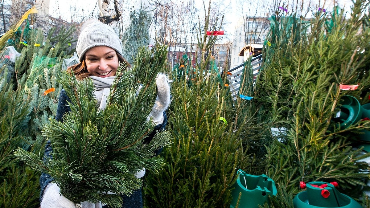 Живые елки в Ижевске: где купить и как выбрать к Новому году-2022? - KP.RU