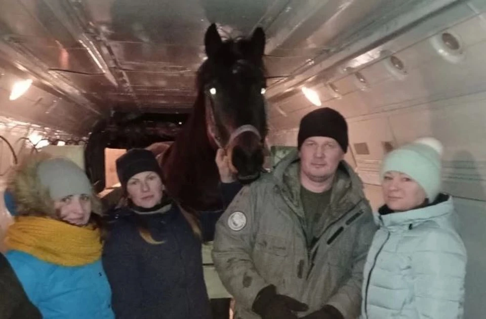 Брошенного погибать в Игарке коня Игого довезли самолетом до Красноярска. Фото: администрация Дивногорска