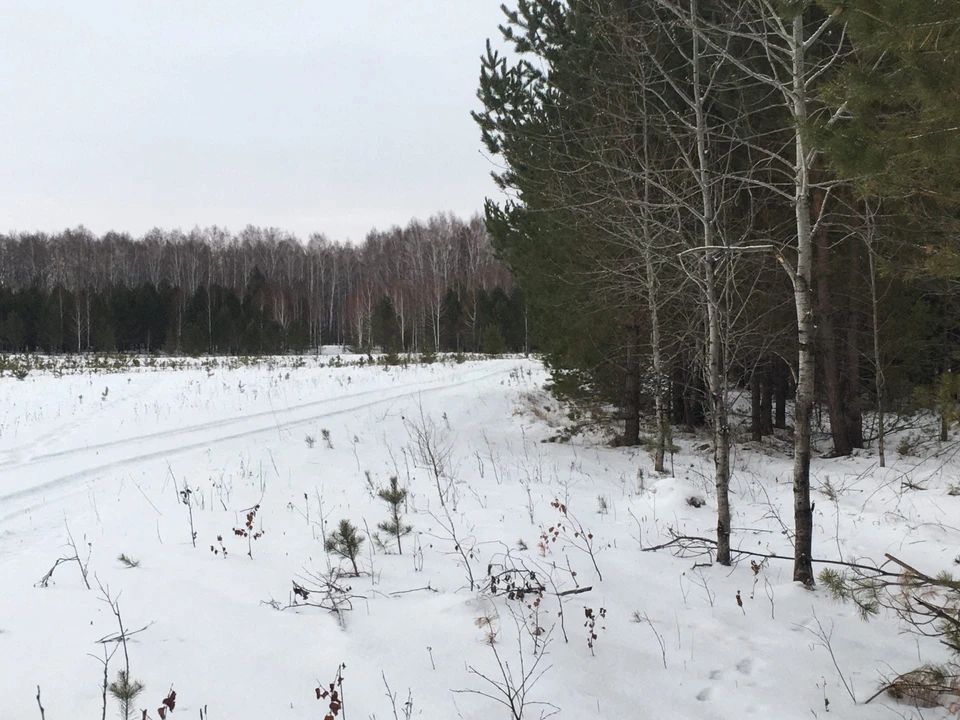 Погода в Югре на 24 декабря 2021 года: метель и сильный ветер