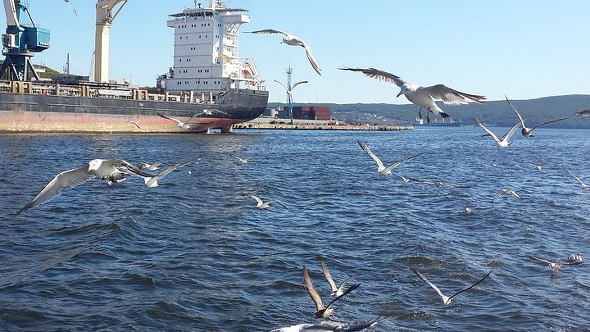 Пытались изнасиловать и снимали на видео: моряк во Владивостоке стал  жертвой вымогателей - KP.RU