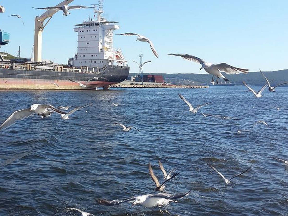 Пытались изнасиловать и снимали на видео: моряк во Владивостоке стал  жертвой вымогателей - KP.RU