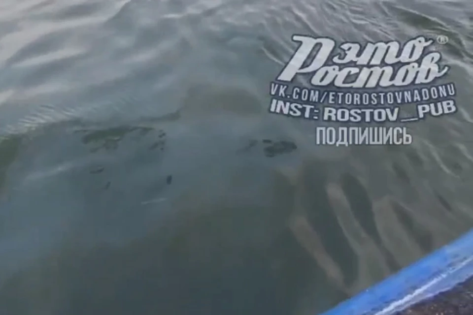 На поверхности Дона обнаружились масляные пятна. Фото: "Это Ростов"