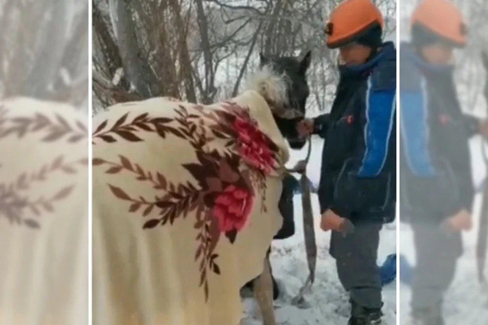 Во время спасательной операции специалисты действовали осторожно, чтобы не навредить перепуганной кобыле