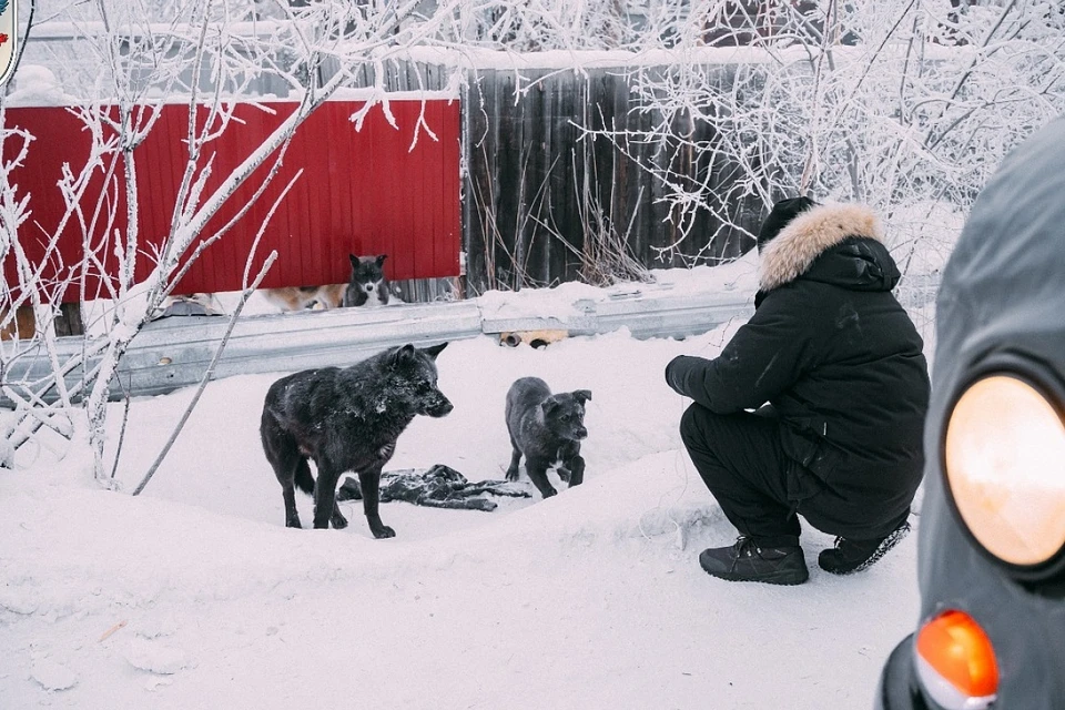 В Якутске после гибели женщины-ученого отловили почти 200 бездомных собак. Фото: пресс-служба администрации города