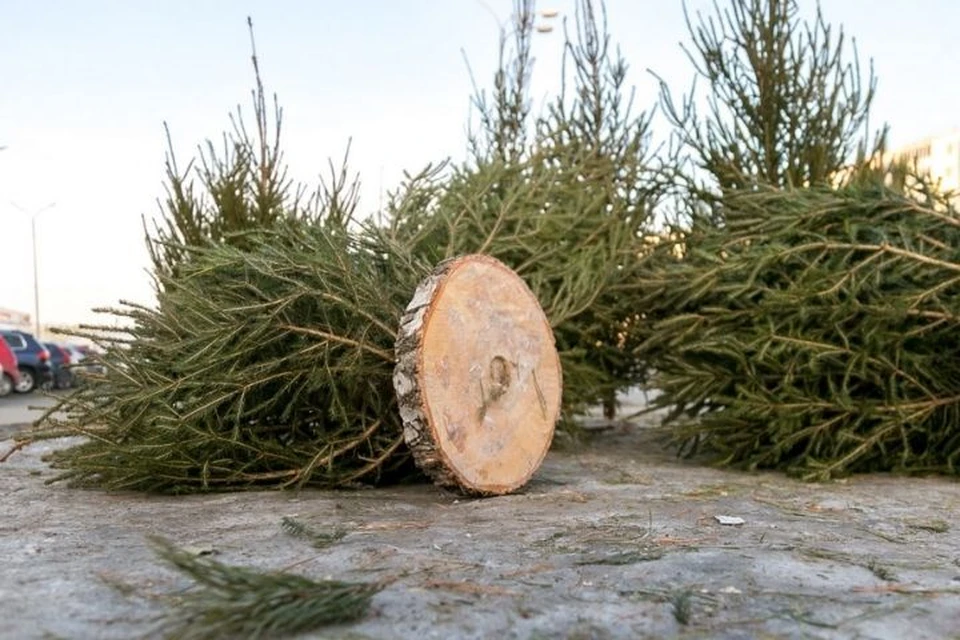 Перед сдачей в пункт хвойные деревья следует очистить от украшений. Фото: kzn.ru