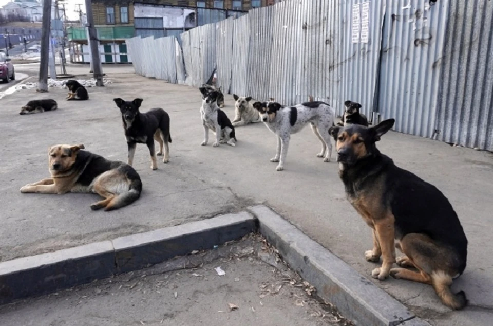 В прошлом году в Комсомольске-на-Амуре отловили почти 800 бездомных животных