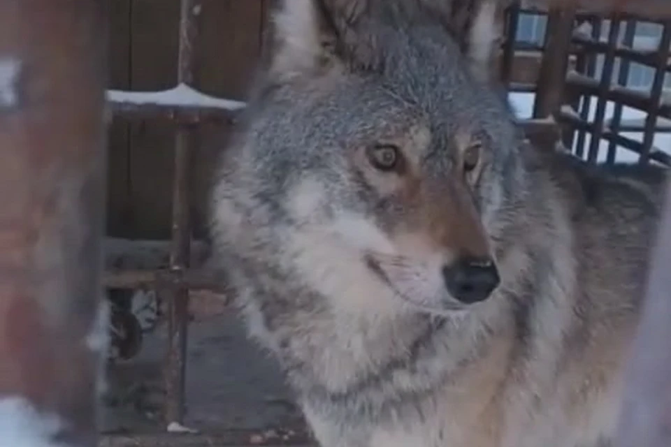 Житель Якутии посадил в клетку дикого волка для разведения волкособов. Стоп-кадр видео