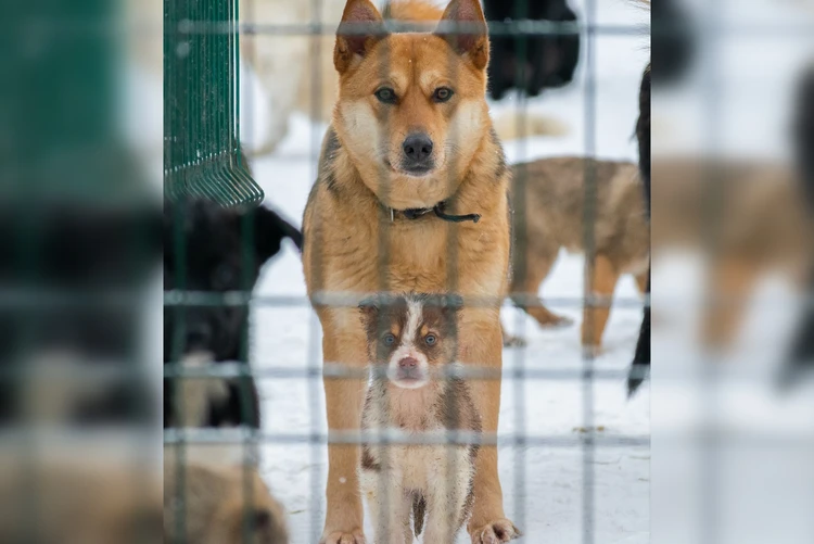 Приют для бездомных собак «Друг» в Сыктывкаре утопает в сугробах