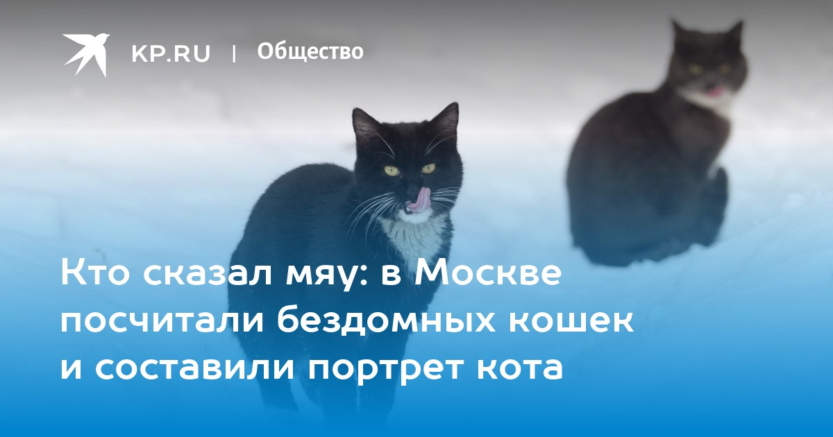 Мяу москва. Подсчет бездомных кошек в Москве фото.