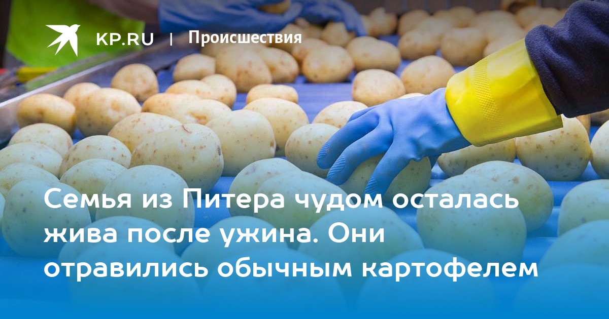 Можно ли отравиться печеньем. Отравление картофелем. Как отравиться картофелем. Горький кабачок отравление. Отравление картошкой симптомы.