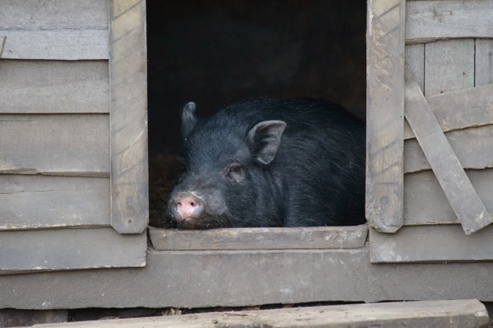 25 января в Стерлитамакском районе Башкирии обнаружили геном африканской чумы свиней