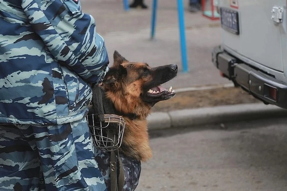 На месте работают кинологи с собаками.
