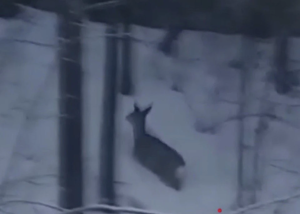 Жители Кемерова заметили косулю около Соснового бора. Фото: ВКонтакте/incident_42.