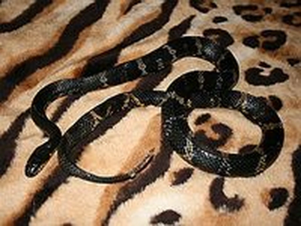 Хвост гремучей змеи 1470606 (300 мм)