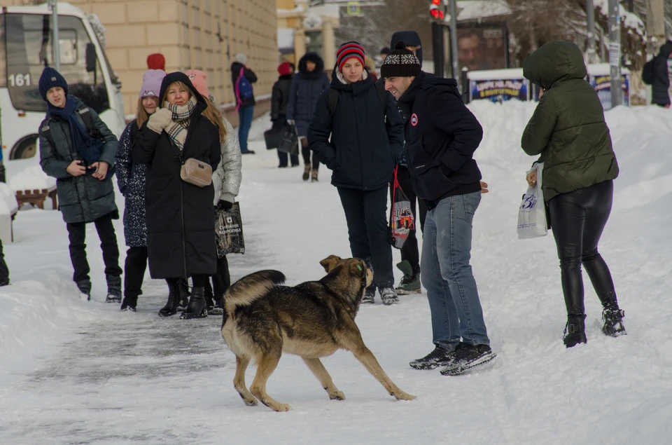 В Волгограде и области собак на улицах не меньше, чем в других регионах России. Так что проблема для страны общая.