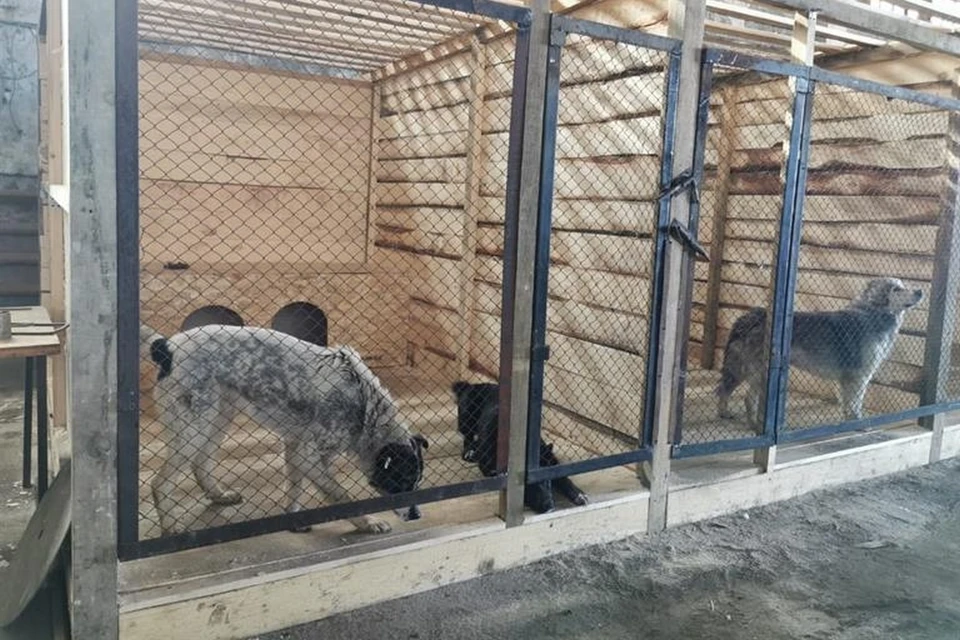 В Красноярске на содержание агрессивных собак в приюте в месяц уходит по 1,6 миллиона рублей. Фото: администрация города