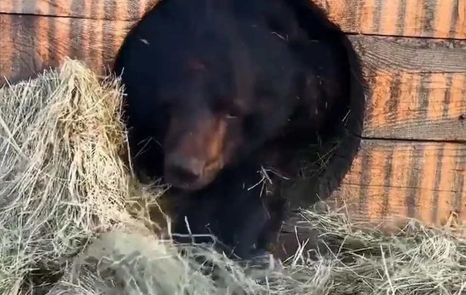 Медведь поправляет «перину». Фото: скриншот из видео.