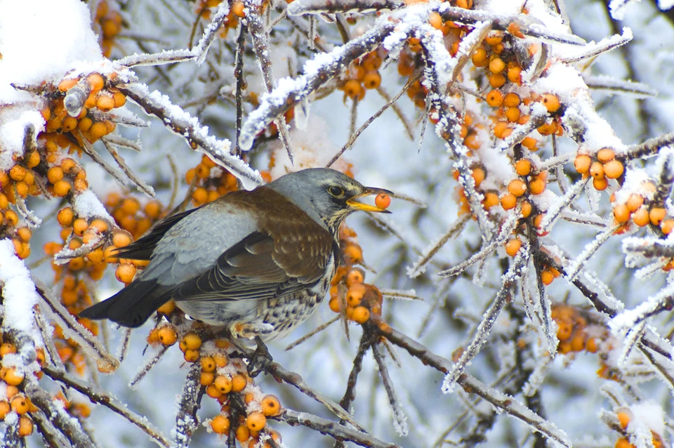 Рассказываем о погоде в Ижевске 2 февраля. Фото: pixabay.com