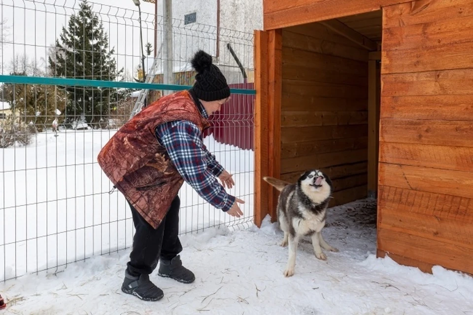 На улицах Симферополя отловили две тысячи бездомных собак и кошек