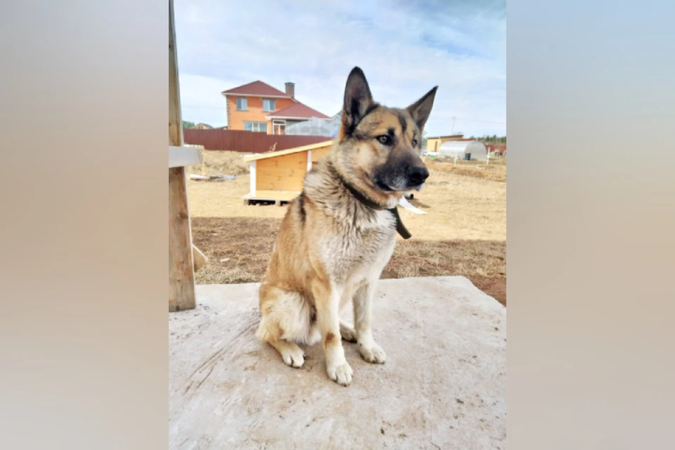 Гектор - единственный из живущих по соседству псов, который залаял и тем самым оповестил людей о пожаре. Фото: ГУ МЧС по Кировской области