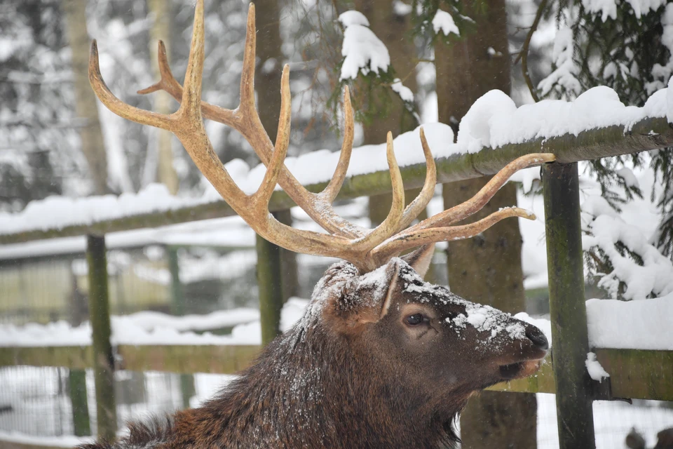 Проскакал по городу олень. В Ангарске заметили косулю