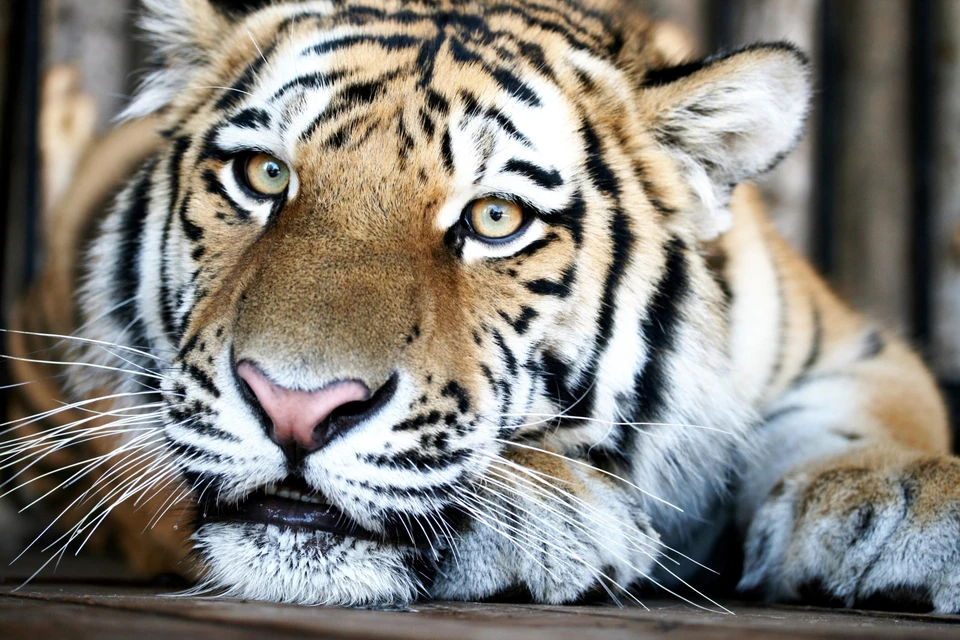 Лучшая пара зоопарка получит в качестве приза любимое лакомство / Фото: Самарский зоопарк
